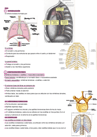 Cavidad-Toracica-2.pdf