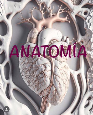 ANATOMIA-huesos-musculos-articulaciones-y-organos-viscerales.pdf