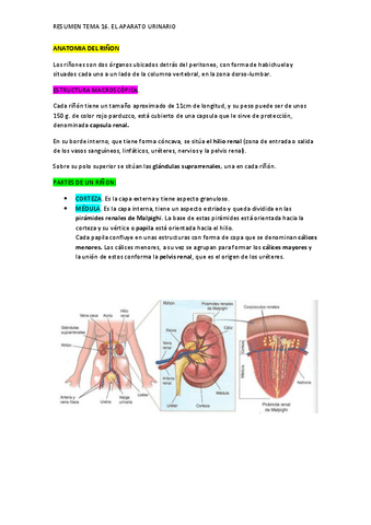 TEMA-16-APARATO-URINARIO-editex.pdf