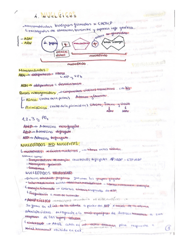 Resumen-acidos-nucleicos.pdf