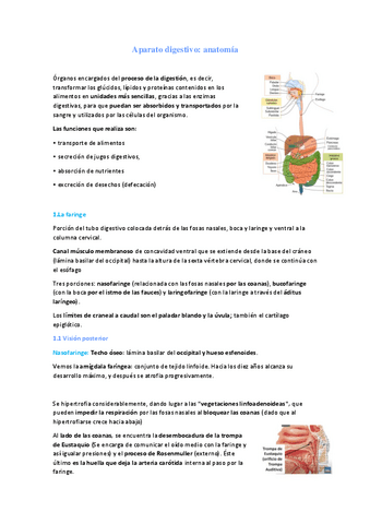 Aparato-digestivo.pdf