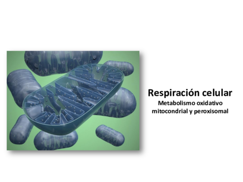Miniatura del documento w20170405113613890_7001158639_05-29-2017_103414_am_RespiraciónCelular.pdf