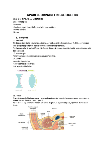 ANATOMIA-2QUATRI.pdf