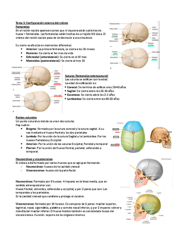 Anatomia Ii Tema 1 Pdf