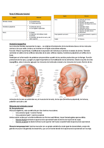 Anatomia Ii Tema 5 Pdf