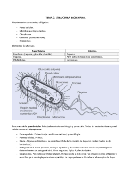 TEMA.2. estructura bacteriana docx.pdf