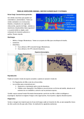 TEMA.18. micologia general docx.pdf