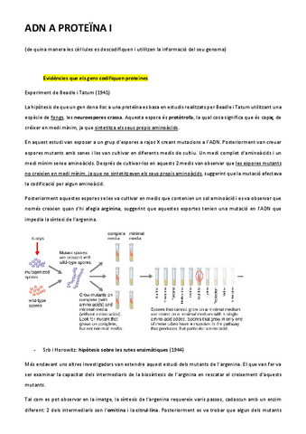 ADN-A-PROTEINES.pdf
