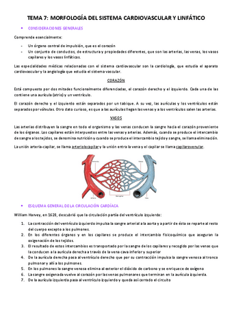 Tema-7-Vasos-sanguineos.pdf
