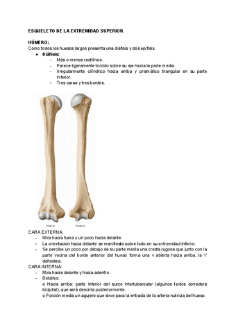 ESQUELETO-DE-LA-EXTREMIDAD-SUPERIOR-Luisa-Ruiz.pdf