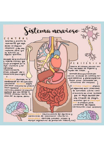 Sistema-nervioso.pdf