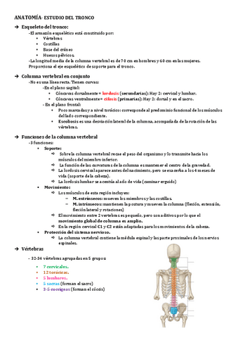 Anatomia I Final Pdf