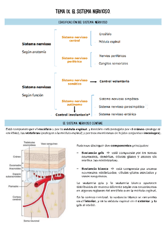histopatologia-T9.pdf