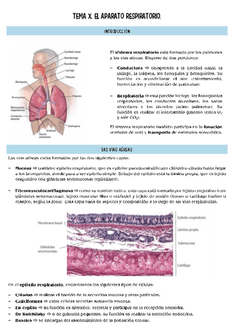 histopatologia-T10.pdf