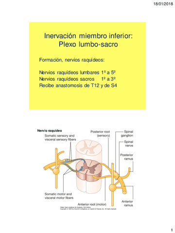 Inervacion-miembro-inferior-2.pdf