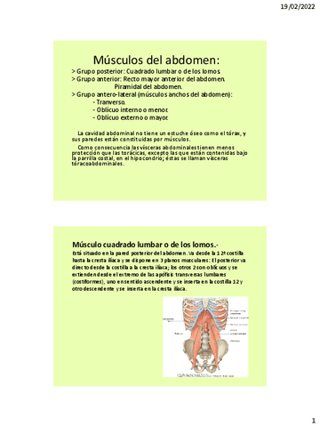 Musculos-del-abdomen-2.pdf