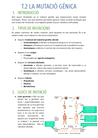 T.2-LA-MUTACIO-GENICA-EN-PROCES.pdf