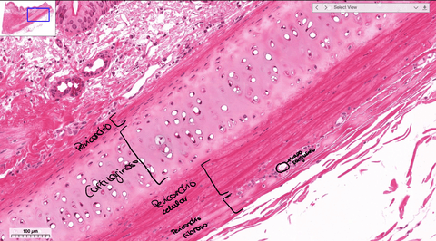 Imagenes-practica-cartilaginoso.pdf
