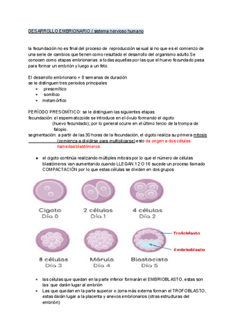 desarrollo-embrionario-sistema-nervioso-humano.pdf