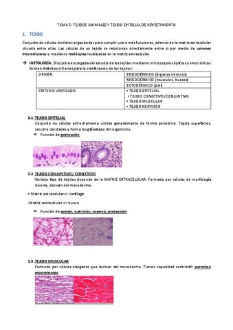 EyF I-5.-Tejidos-animales-y-tejido-epitelial-de-revestimiento.pdf