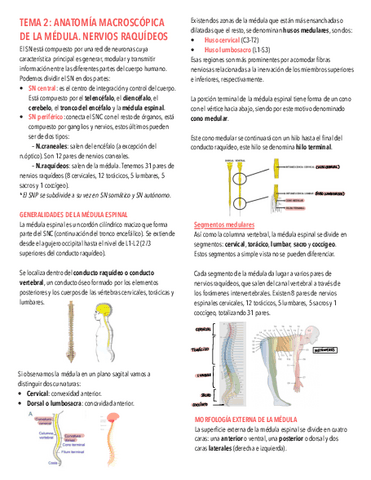 Tema-2.-Medula-espinal.pdf