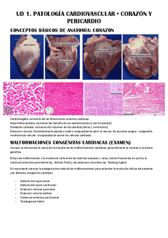 UD-1--Patologia-Cardiovascular.pdf