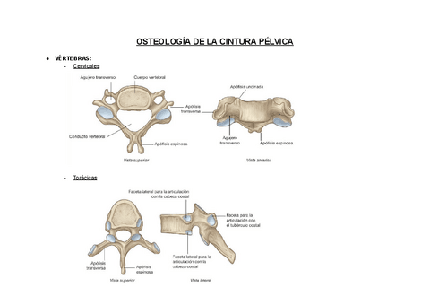 ANATOMIA-II.pdf