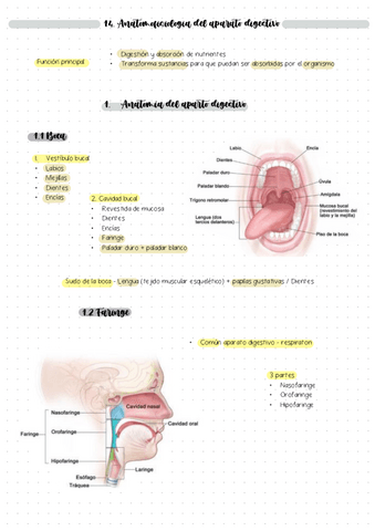 Tema-14-TB-Aparato-digestivo.pdf