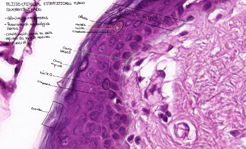 Imagenes-practica-2.pdf
