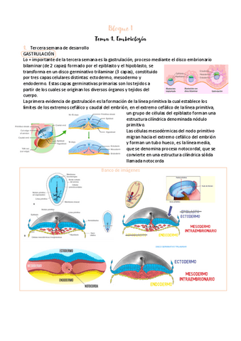 BLOQUE-I-tema-1.-embriologia.pdf