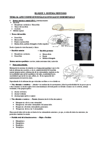 Bloque-nervioso.pdf
