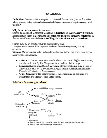 EXCRETION-summary-IB.pdf