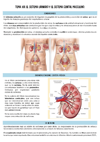 histopatologia-T13.pdf