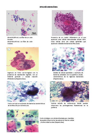 VISU-II-CITO-GINE.pdf