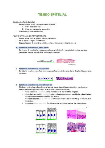 1.2-Tejido-epitelial-epitelios-de-Revestimiento.pdf