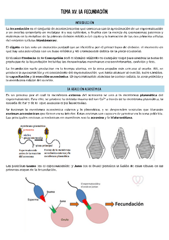 histopatologia-T15.pdf