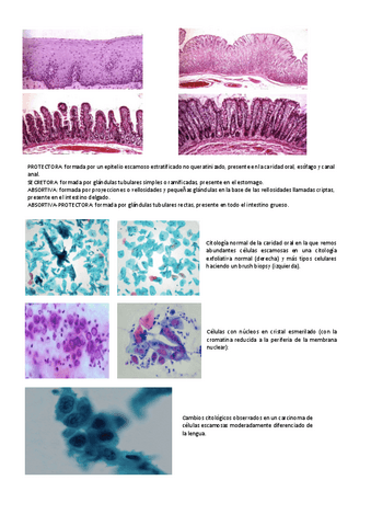 VISU-II-CITO-GENE.pdf