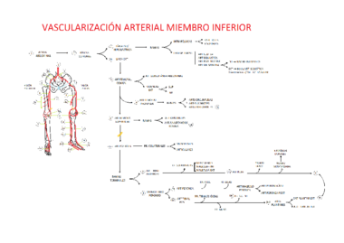Vascularización MMII.pdf