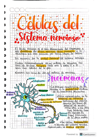 Celulas-del-SN.pdf