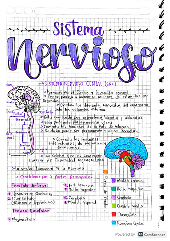 SISTEMA-NERVIOSO.pdf