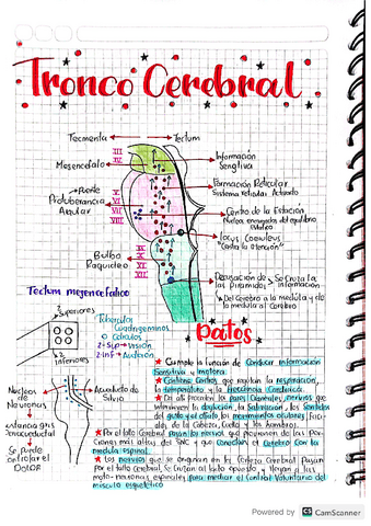 Tronco-Cerebral.pdf