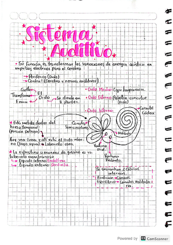 SISTEMA-AUDITIVO.pdf