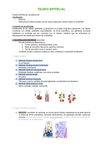 1.3-Tejido-epitelial-epitelio-Glandular.pdf