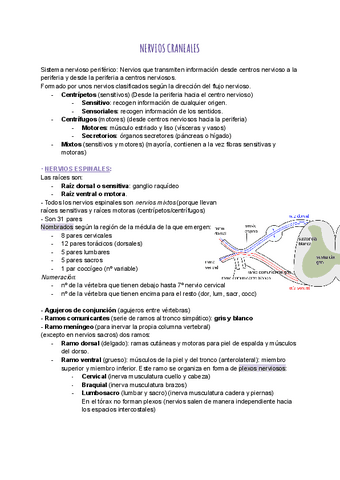 Tema-26.-Nervios-craneales-y-espinales.pdf