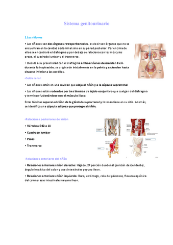 Sistema-genitourinario.pdf