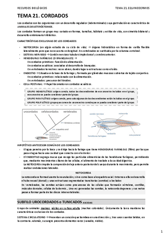 21.-CORDADOS.pdf