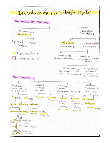 T1-histologia-vegetal.pdf