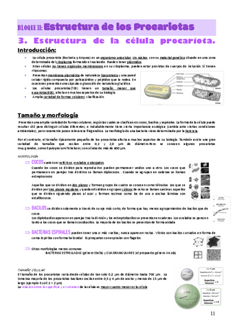 T3-FUNDAMENTOS-MICROB.pdf