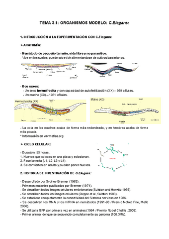 TEMA-3.1-ORGANISMOS-MODELO-C.Elegans.pdf