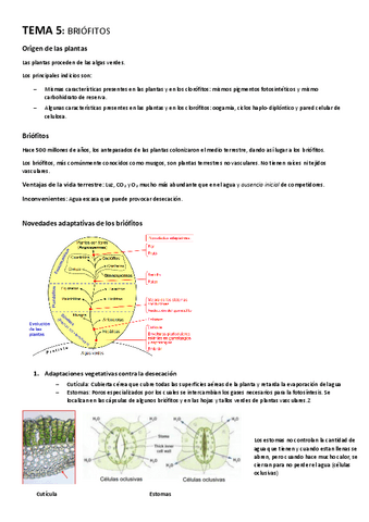 TEMA-5-Briofitos.pdf